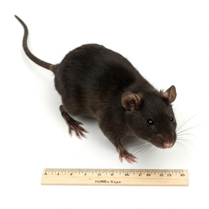 Rata negra tamaño